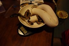 DSC01136.jpg