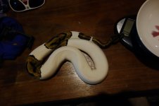 DSC01139.jpg