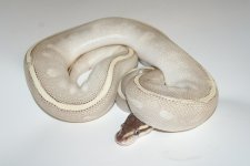 mystic potion 850g 1250.jpg
