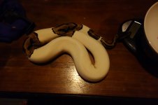 DSC01140.jpg