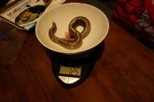 DSC01114.jpg