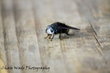 fly.jpg