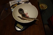 DSC01117.jpg