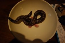 DSC01121.jpg