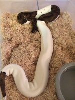 pied1100.jpg