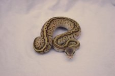 MojoBlast.jpg
