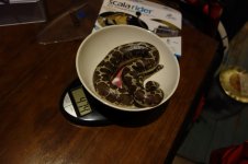 DSC01130.jpg
