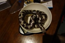 DSC01135.jpg