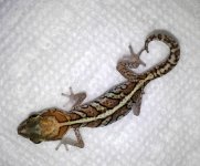 FEMALE DOUBLE HET FOR  ANERY & AMEL.jpg
