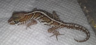 FEMALE DOUBLE HET FOR ANERY & AMEL.jpg