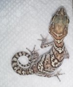 FEMALE DOUBLE HET FOR ANERY & AMEL #3.jpg