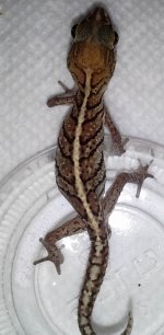 MALE DOUBLE HET FOR ANERY & AMEL.jpg