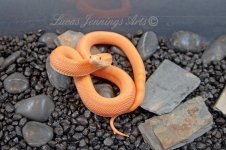 FB albino patternless..jpg