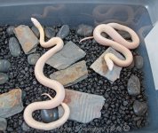 ws-albinos.jpg