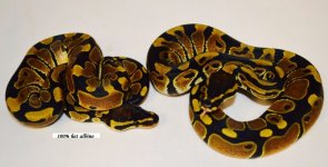 het alb pair sale.jpg