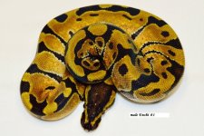 enchi male #1.jpg