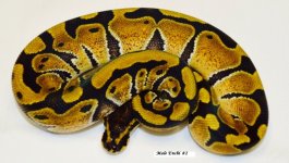 enchi male2.jpg