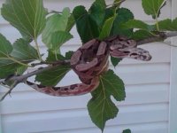 snake1.jpg