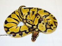 pastel het OG 4sale.jpg