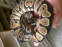 yellow belly male.jpg