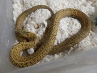 Eastern Golden original wildcaught female LTC 2.jpg