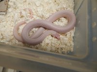Plains Iowa snow female for sale 2014 1.jpg