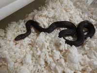 Blackbelly, adult male for sale 2014 1.jpg