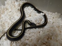 Puget, yellow phase adult female for sale 2014.jpg