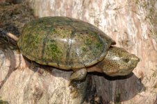 Loggerhead musk - A.jpg