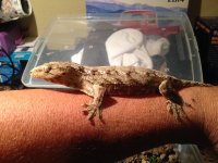 leachie (1).JPG