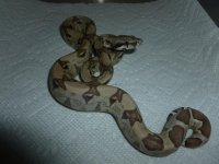 Female Ghost pos het Albino today 001.jpg