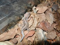 ALL geckos 02-26-14 002.jpg