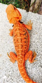 11 inc red male trans dunner.jpg