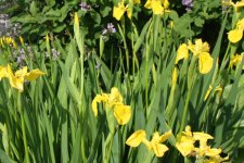 Iris Yellow Group.jpg