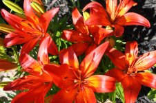 RedOrange Asiatic.jpg