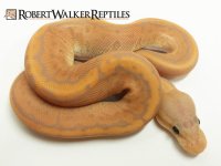 Banana Cinnamon Pinstripe2.jpg