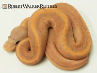 Banana Cinnamon Pinstripe.jpg