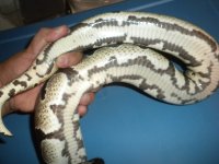 poss Het Pied F1-1.jpg