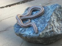 IMG_0456.jpg