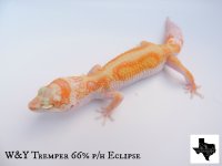 TRMP09.jpg