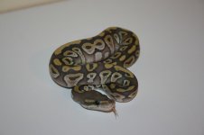 mojave ghost.jpg