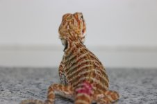 IMG_6970.jpg