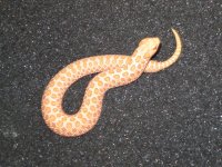 2014-Albino-007 004.jpg