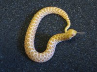 2014-Albino-007 007.jpg