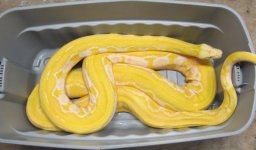 White Albino Tiger (2) (1024x602).jpg