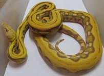 2012 Female Blonde Tiger (5) (800x593).jpg