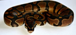 snake2c.jpg