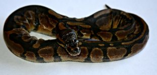 snake2g.jpg