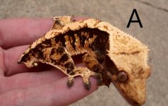 Gecko A 001.jpg