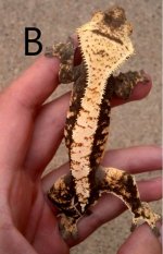 Gecko B 002.jpg